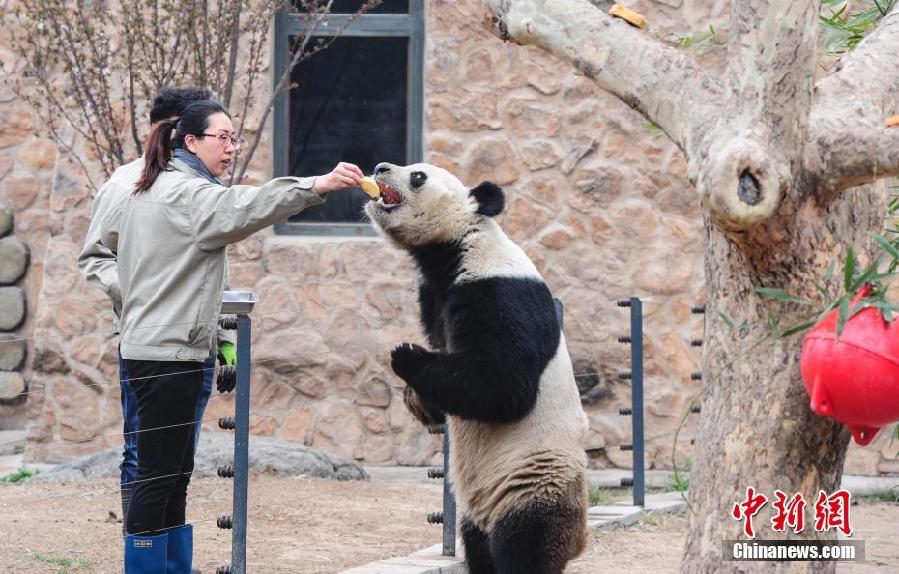 动物园通过熊猫寻食猩猩玩球激发动物动脑筋