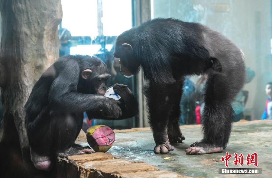 动物园通过熊猫寻食猩猩玩球激发动物动脑筋