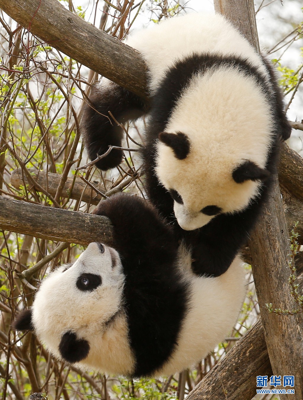 奥地利双胞胎大熊猫宝宝亮相 动作亲昵感情好