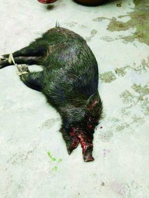 贵州六旬老人被野猪袭击 血战8小时将其砍死(图)