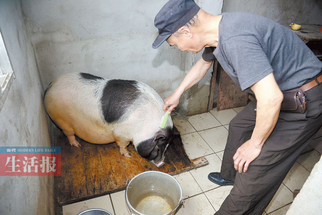 广西老人一年前买宠物猪 如今长成200多斤家猪