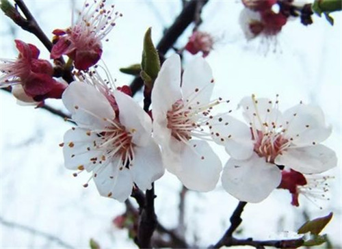 暖气潜催次第春 青岛杏花樱桃花赏花攻略在此！