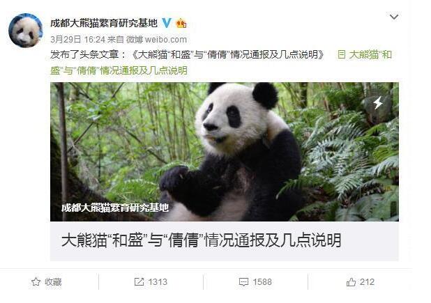 成都大熊猫繁育研究基地官微截图。