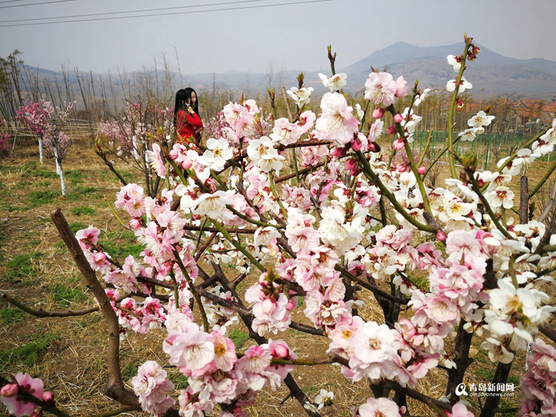 高清：胶州洋河3000亩梅花开放 粉了一片山