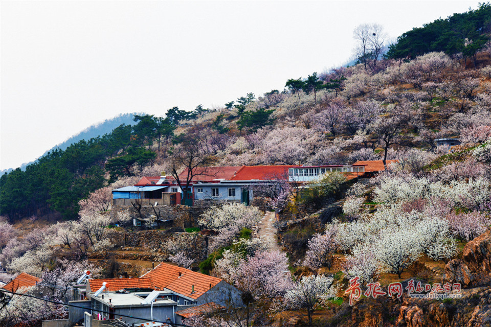 人间最美四月天 青岛这个小山村藏着桃花源！