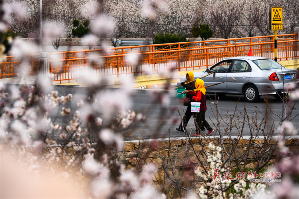 人间最美四月天 青岛这个小山村藏着桃花源！