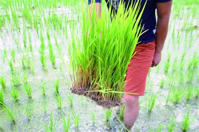 百年金口大米重现青岛 由袁隆平发起种植海水稻