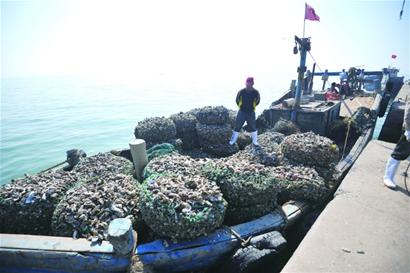 肥又鲜!红岛海蛎子红遍岛城 占大半本地市场