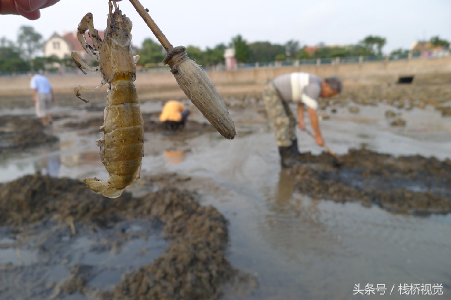 青岛前海盛产皮皮虾七旬老人两小时能捕上百只