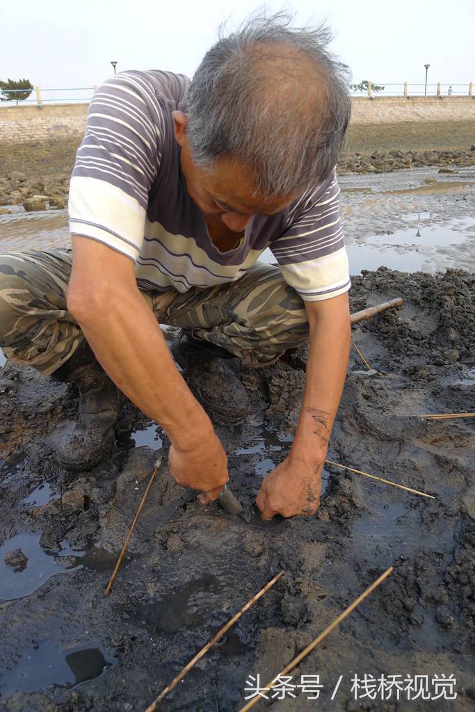 青岛前海盛产皮皮虾七旬老人两小时能捕上百只