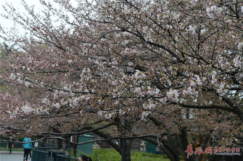 春雨后中山公园樱花悄绽放 市民赏花拍照