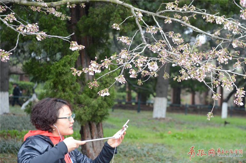 春雨后中山公园樱花悄绽放 市民赏花拍照