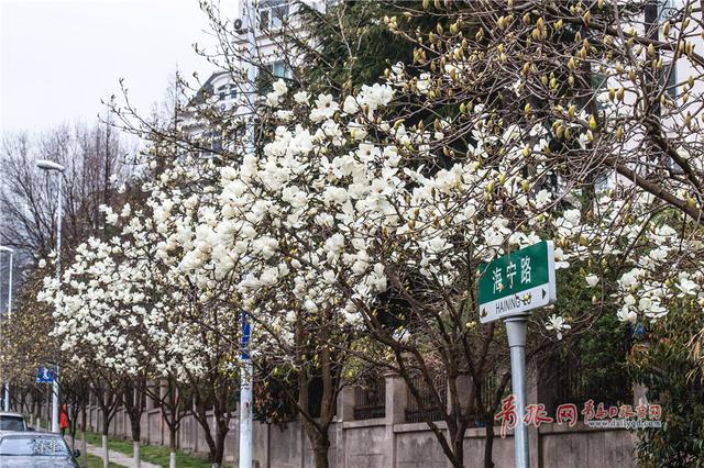 4月5日,青岛喜降春雨,被誉为青岛最美花径的海宁路上,玉兰花竞相怒放