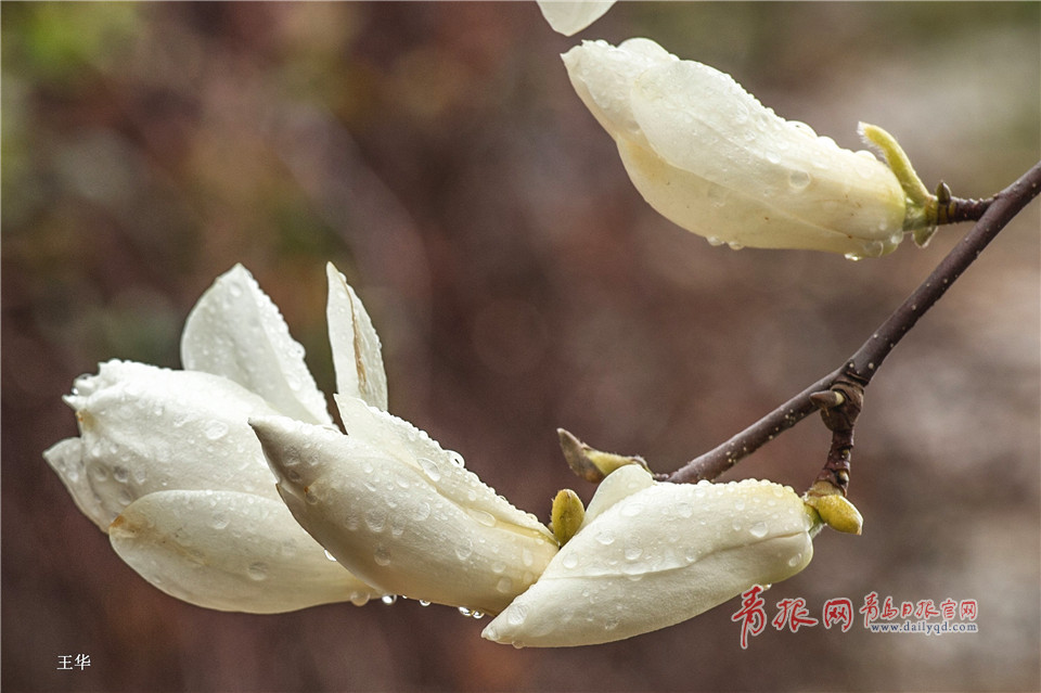 一场春雨过后 青岛最美花径百棵玉兰竞相盛放