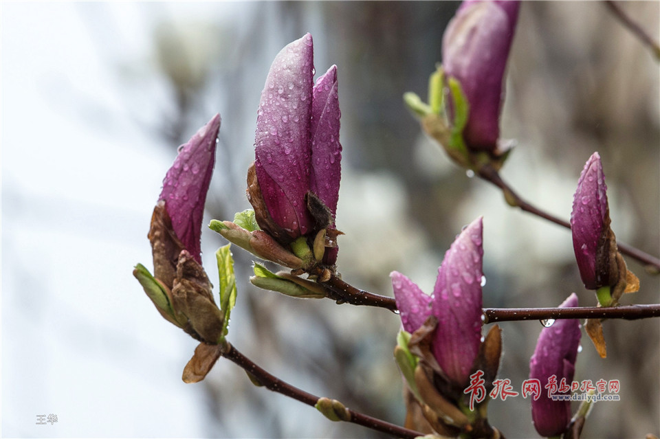 一场春雨过后 青岛最美花径百棵玉兰竞相盛放