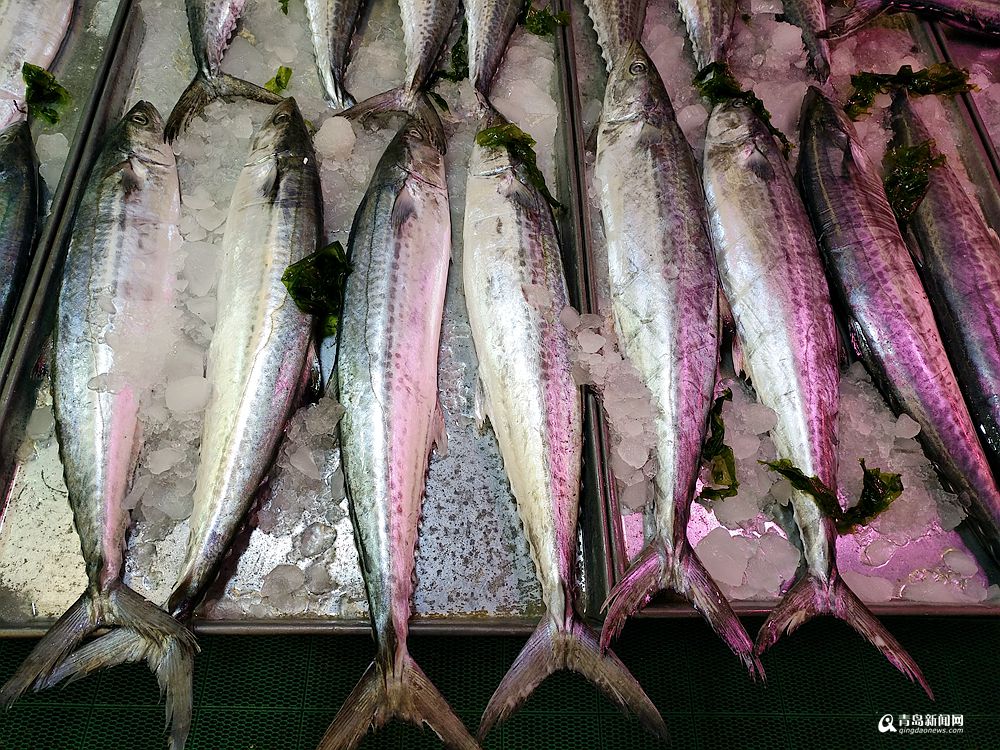 本地春鲅抢鲜上市 10斤以上大鱼每斤35元(图)