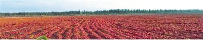 胶州企业在新疆戈壁滩晾晒收购的红辣椒