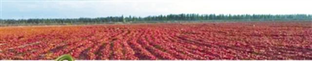 胶州企业在新疆戈壁滩晾晒收购的红辣椒