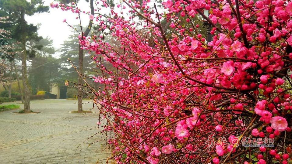 樱花、郁金香争艳中山公园！你还不快来！