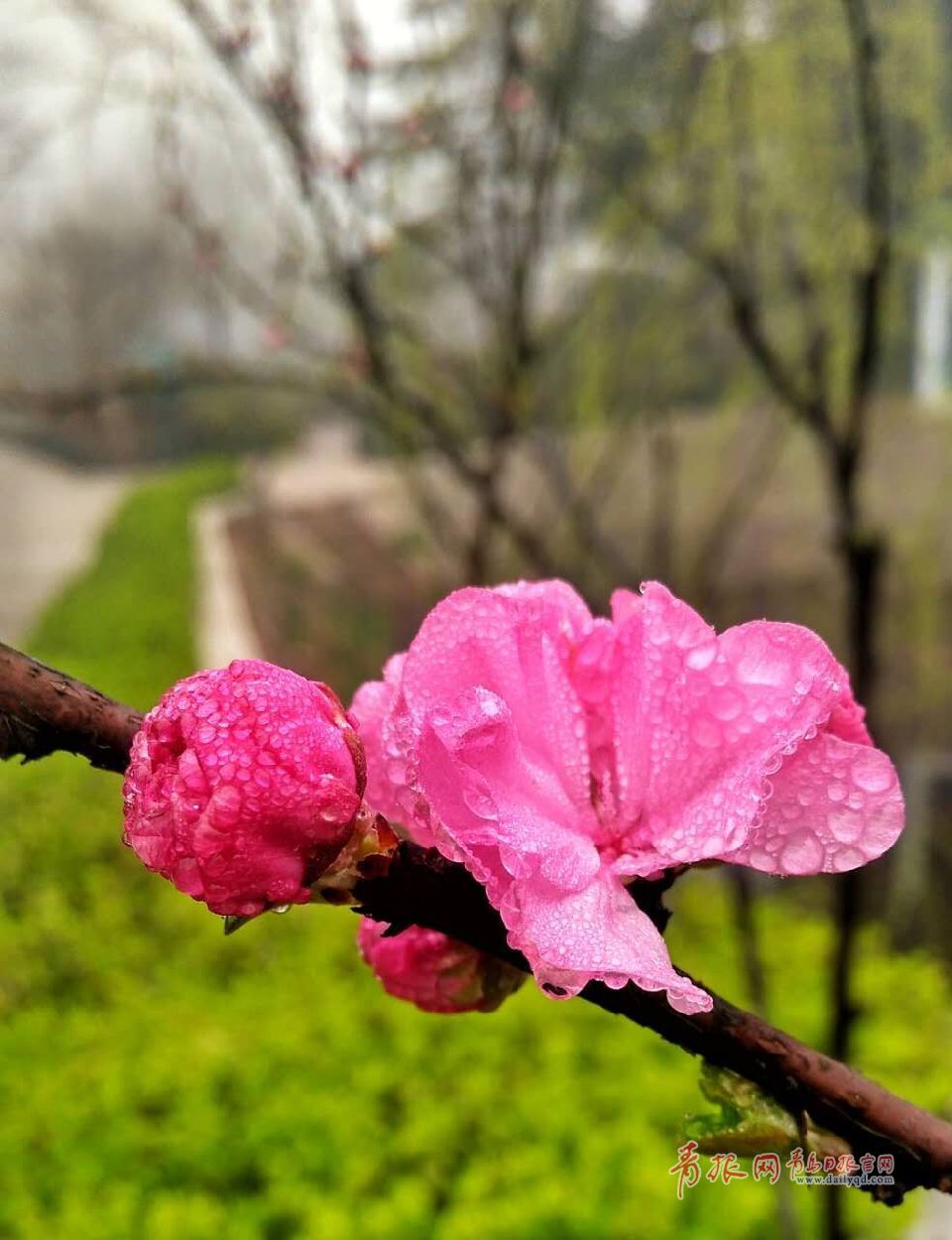 樱花、郁金香争艳中山公园！你还不快来！