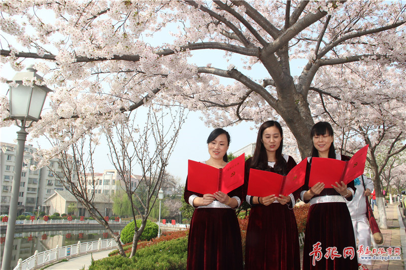 李沧有个“樱花社区” 树下读诗、弹琴很文艺