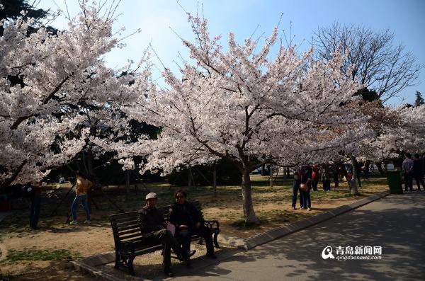中山公园樱花渐次开 赏樱交通攻略出炉(图)