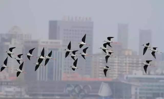 青岛最全“观鸟地图” 这些鸟类你都见过吗？
