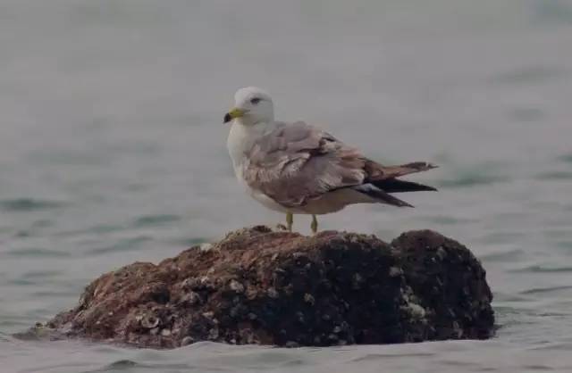 青岛最全“观鸟地图” 这些鸟类你都见过吗？