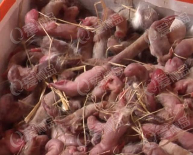 工地放炮 养貂场1000多只幼貂疑被吓死(组图)