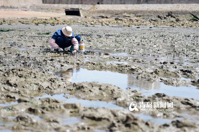 高清:春日青岛前海美如画 市民赶海满载而归