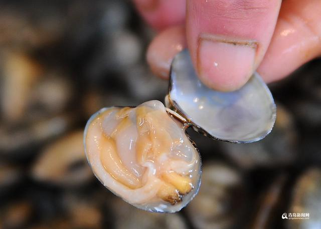 记者在浮山后某农贸市场看到,红岛蛤蜊和本地扇贝,海蛎子都是15元两斤
