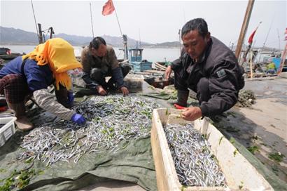 青岛渔港小银鱼八带唱主角 小海鲜价格不贵