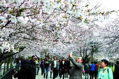 中山公园周末迎17万赏樱人 达小长假水准