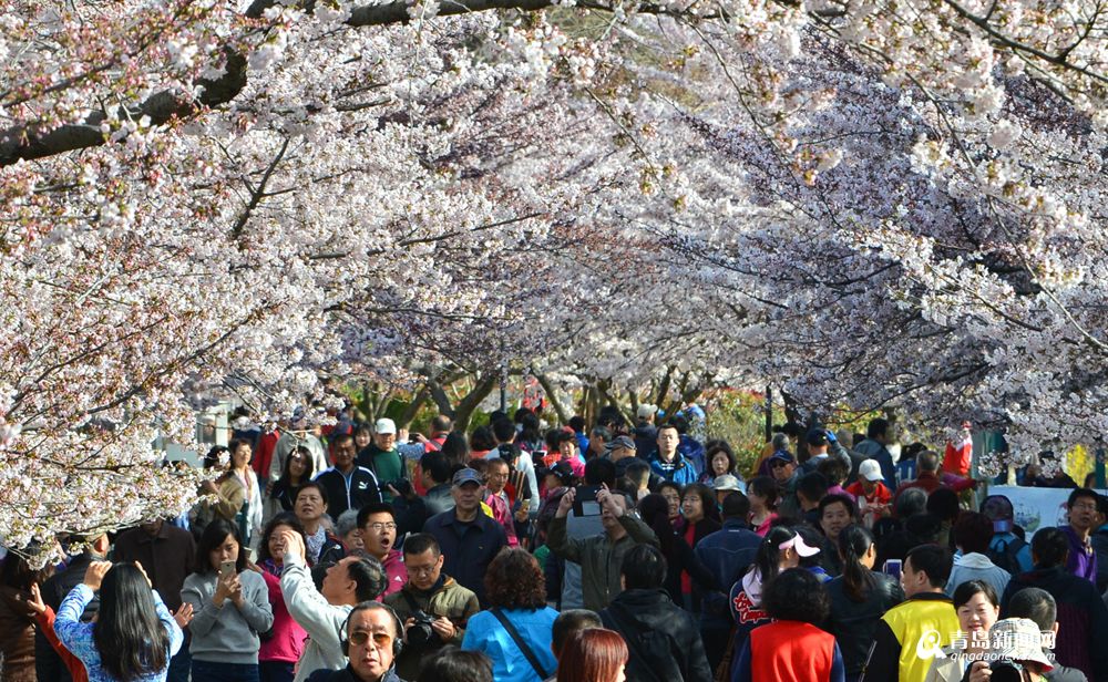 高清：九成单樱已绽放 中山公园花季迎小高潮