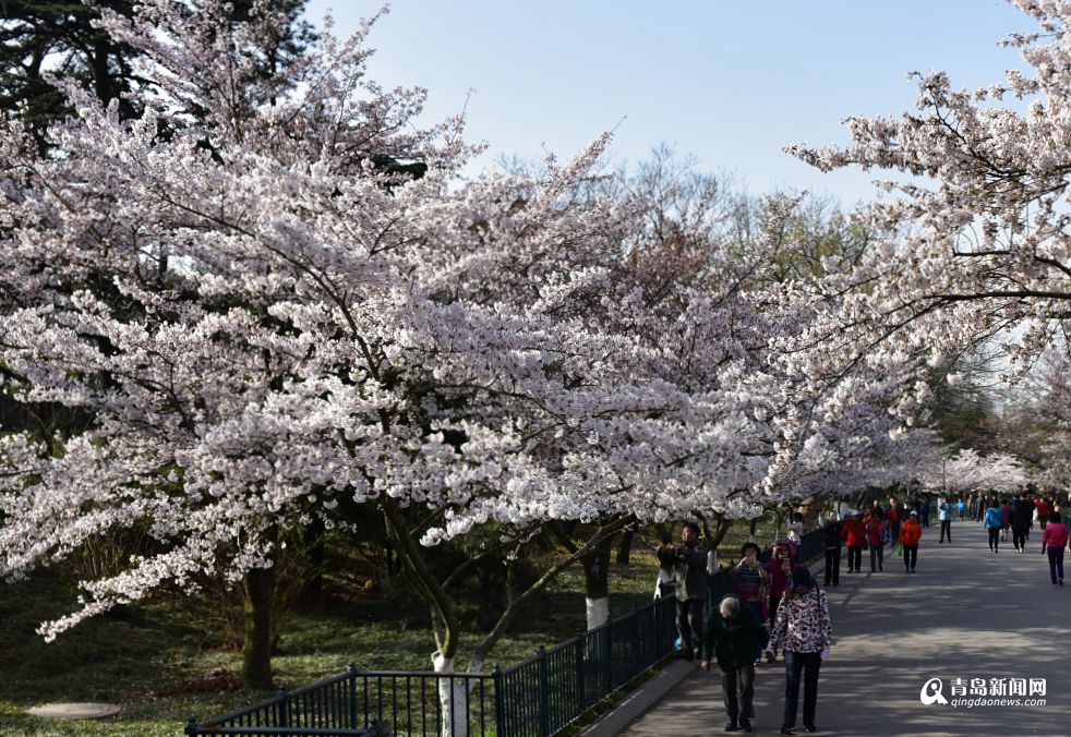 高清：九成单樱已绽放 中山公园花季迎小高潮