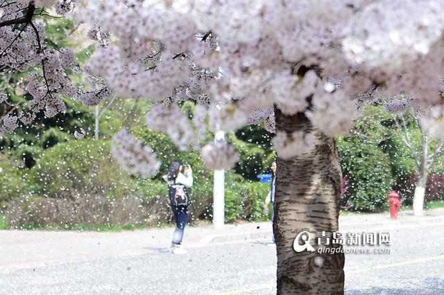 中国海洋大学崂山校区樱花大道是校园内最具特色的道路之一