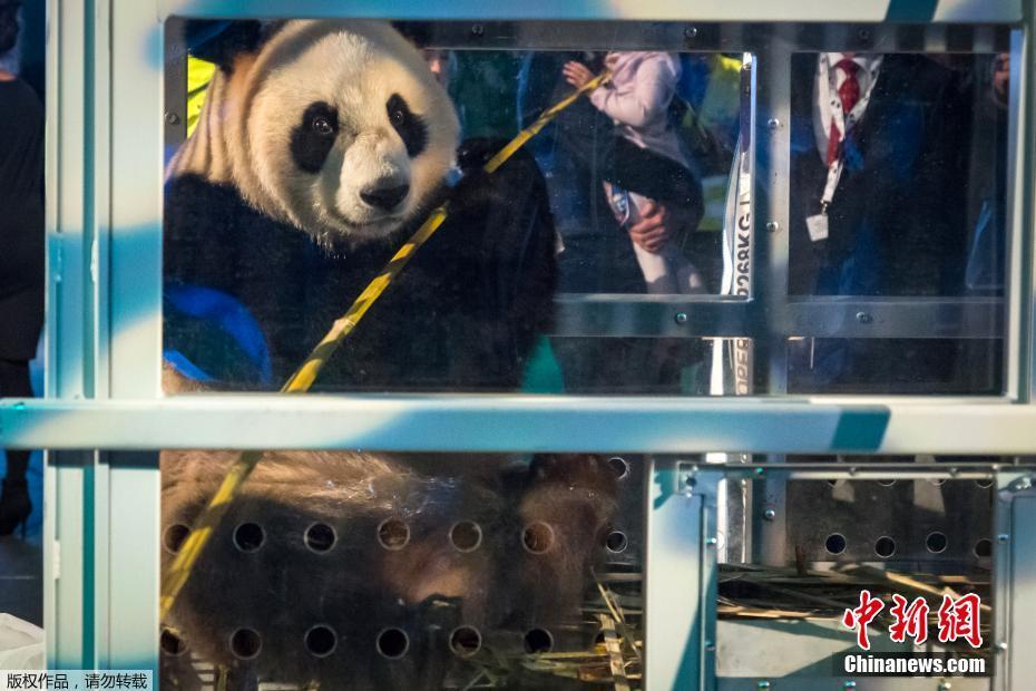 大熊猫武雯、星雅抵达荷兰 受民众追捧