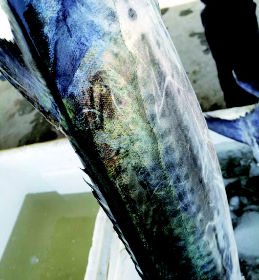 青岛本地春鲅鱼周末大量上市 价格则比往年略贵