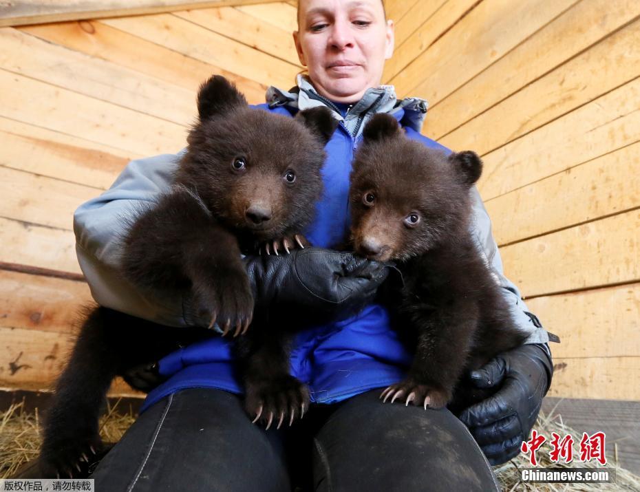 俄罗斯孤儿熊宝宝与人类“牵手” 能萌化人心