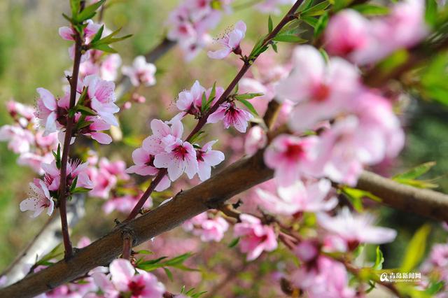 樱花,桃花竞相绽放,把春日的校园装点得景色如画