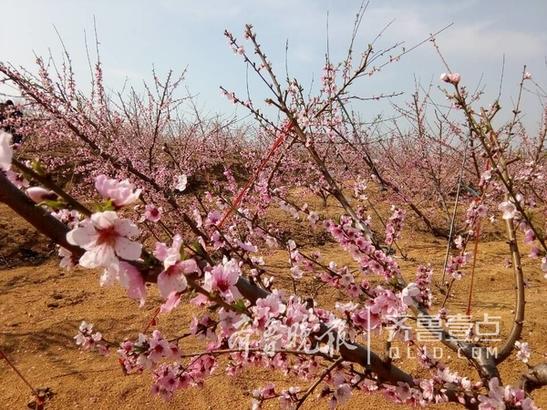 莱西市桃花节漫山遍野花缱绻 游客如织佳人笑