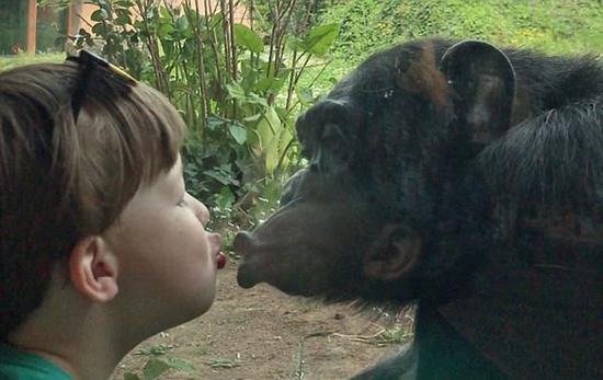 加拿大幼童和大猩猩隔着玻璃窗互相亲吻对方
