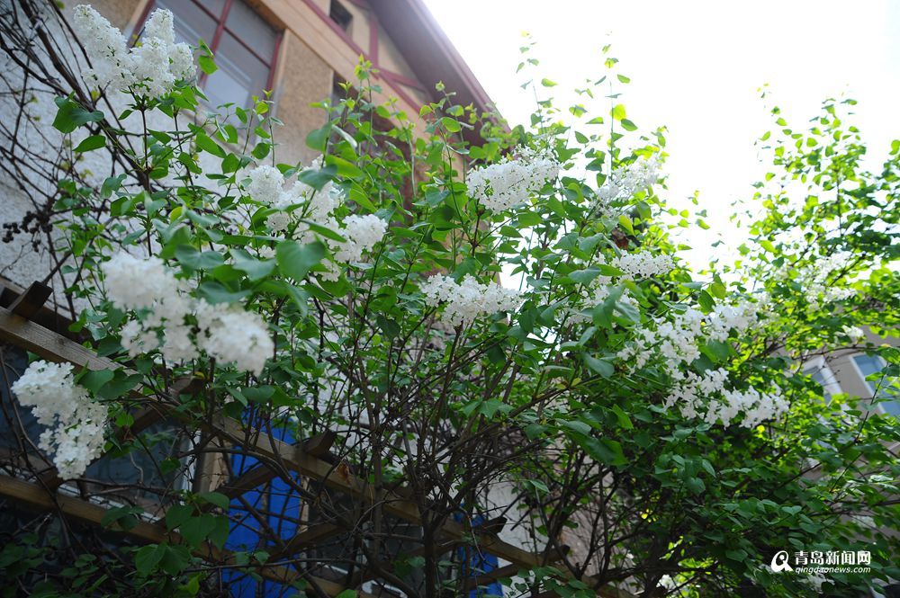 高清：春日行走金口三路 花季的老街美成了画