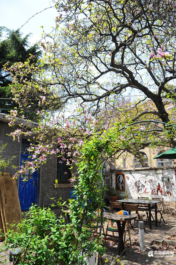 高清：春日行走金口三路 花季的老街美成了画