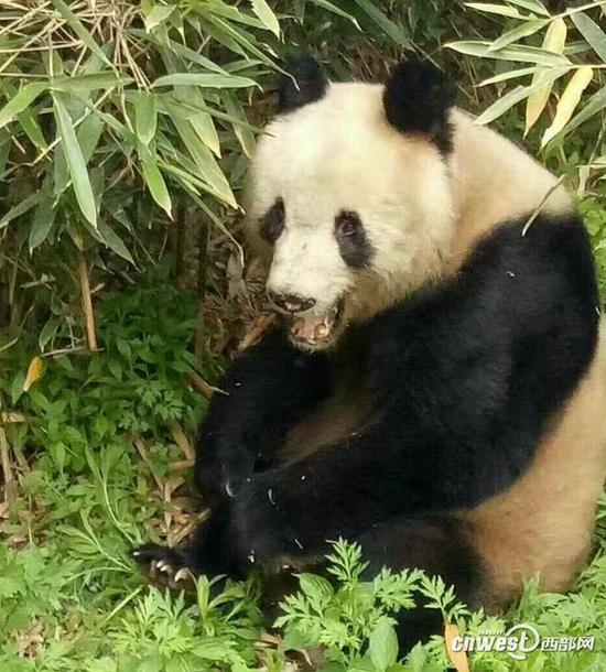 我国首次完成大熊猫野外引种试验