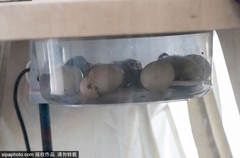 法国男子尝试“孵蛋” 3周后成功孵化一颗鸡蛋
