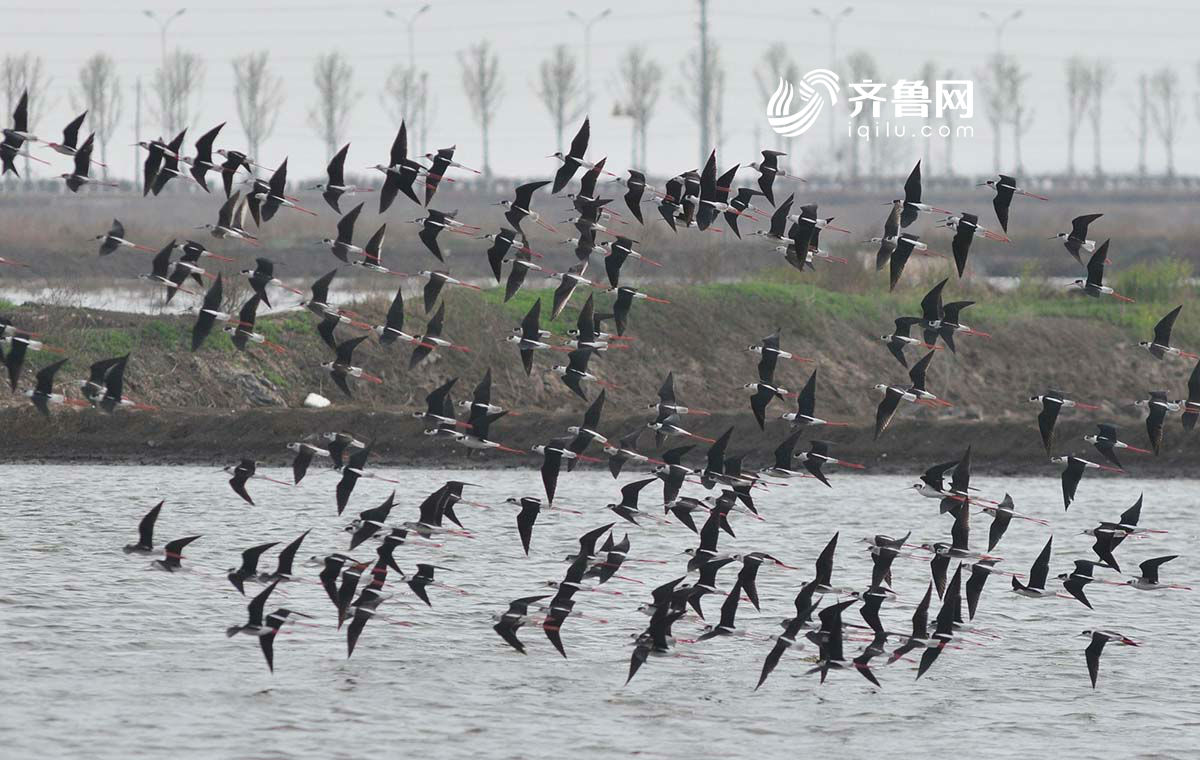 青岛大批候鸟翩跹湿地 美如“滑翔机”群(图)