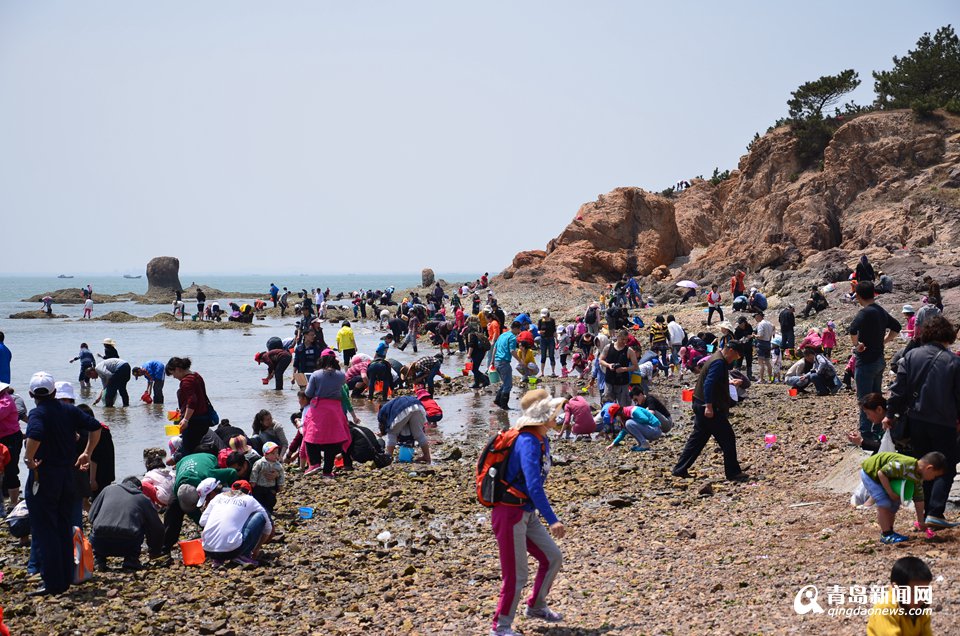 红岛蛤蜊节25日开幕 让你一次过足海鲜瘾