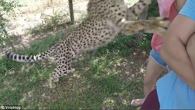 中国一女学生在南非遭豹子扑袭惊险瞬间