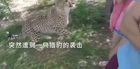 中国一女学生在南非遭豹子扑袭惊险瞬间